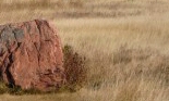 Buffalo Rubbing Stone